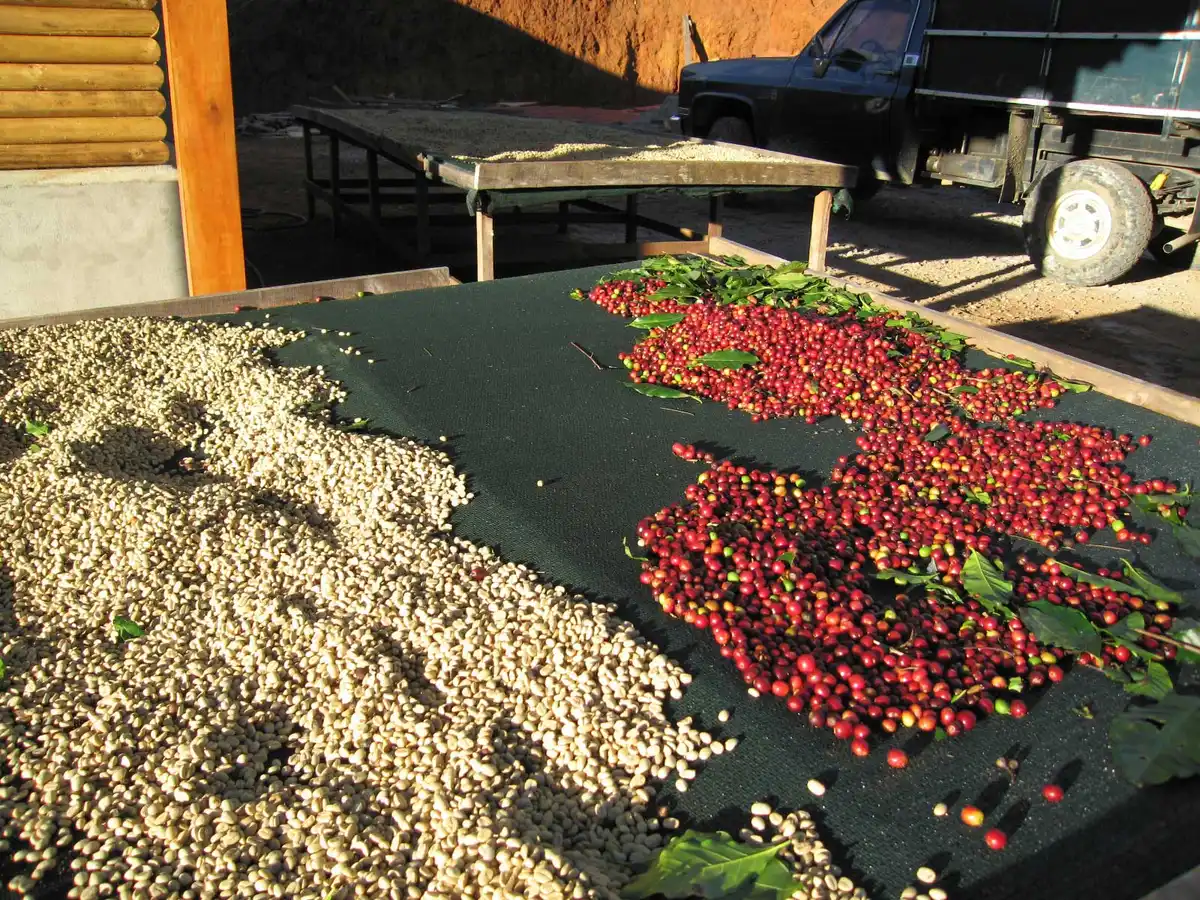 Hand holding ripe red coffee cherries on a coffee tour in Antigua Guatemala