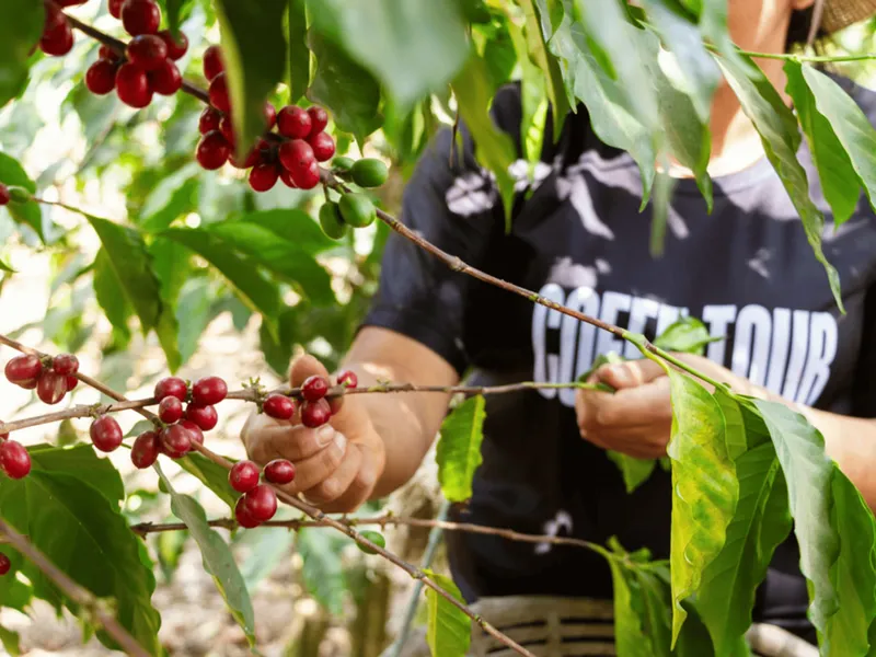 Farmer explaining coffee processing on a coffee tour in Antigua Guatemala